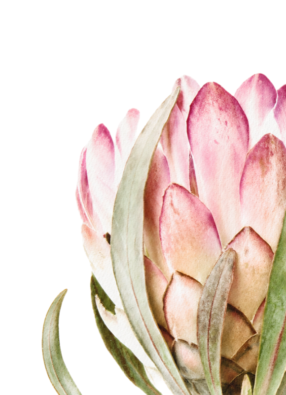 Protea flower